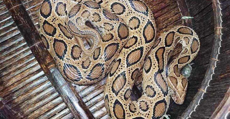 shariatpur snake