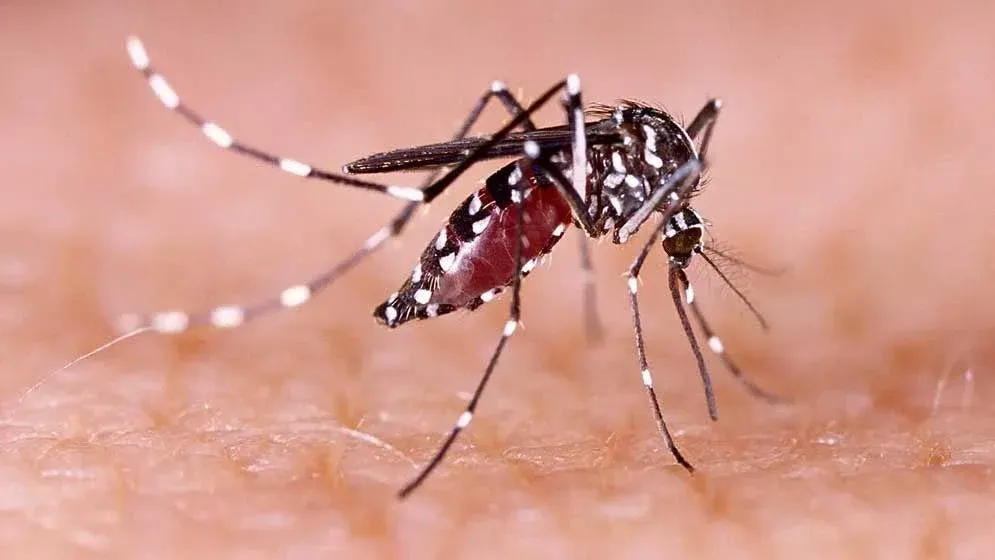 ডেঙ্গুতে আরও ৯ মৃত্যু, হাসপাতালে ভর্তি ১৯৫৪