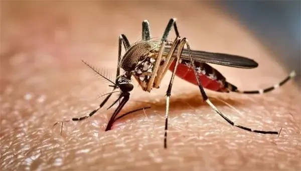 ডেঙ্গুতে প্রাণ গেলো আরও ৪ জনের