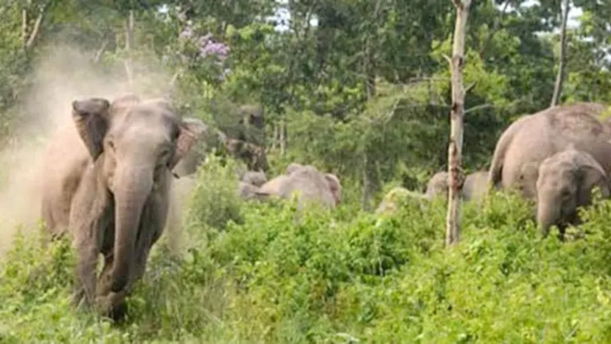 বন্যহাতির আক্রমণে কৃষকের মৃত্যু