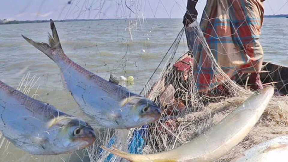 মধ্যরাত থেকে শুরু হচ্ছে জাটকা ইলিশ আহরণে ৮ মাসের নিষেধাজ্ঞা